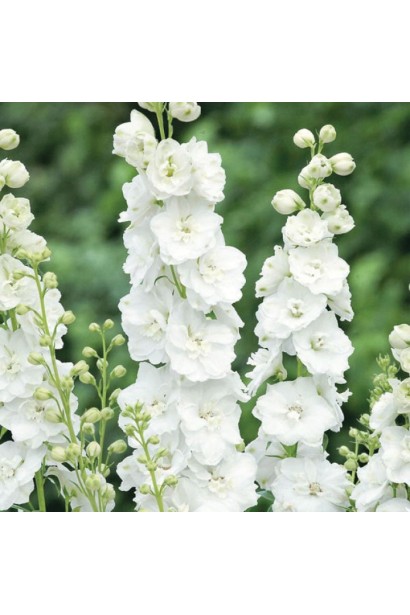 Високі квітконоси дельфініуму 